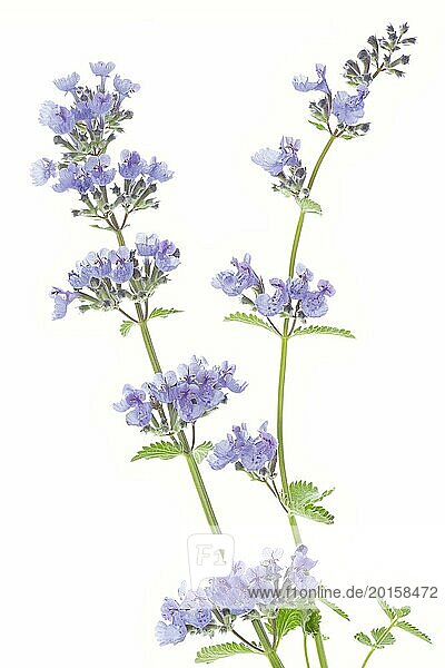 Catmint (Nepeta cataria) on a white background