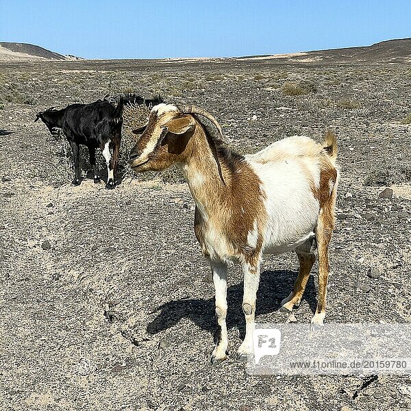 Two wild goats (Cabra majorera) in the volcanic landscape behind them at the southern tip of the Jandia peninsula  Jandia  Fuerteventura  Canary Islands  Canary Islands  Spain  Europe