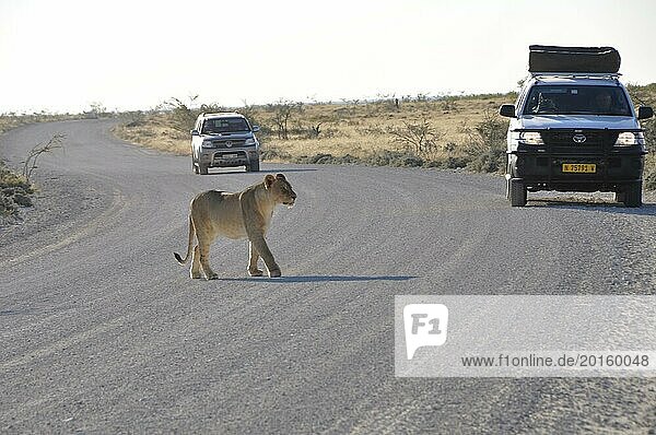 Löwin überquert die Straße im Etosha Nationalpark beobachtet von Safari Gästen. Eine Löwin überquert die Straße im Etosha Nationalpark  retro  vintage  alt