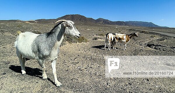 Wild goats (Cabra majorera) in the volcanic landscape behind on the southern tip of the Jandia peninsula  Jandia  Fuerteventura  Canary Islands  Canary Islands  Spain  Europe