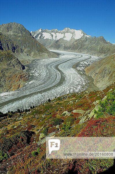 Von der Moosfluh (auf 2333 MüM) oberhalb der Riederalp haben Wanderer und Biker einen herrlichen Blick auf den längsten Gletscher der Schweizer Alpen. From Moosfluh above Riederalp trekkers and bikers have a wonderfull view to the longest melting glacier in the Swiss Alps  retro  vintage  old