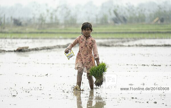 Morigaon  India. 20 February 2024. A girl carries rice sapling in a paddy field on February 20  2024 in Mayong  India. Rice cultivation contributes to food security in India by ensuring a stable supply of this essential food grain