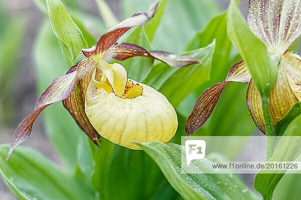 Schöne Orchideen in verschiedenen Farben auf grünem Hintergrund im Garten. Frauenschuh Hybriden. Nahaufnahme