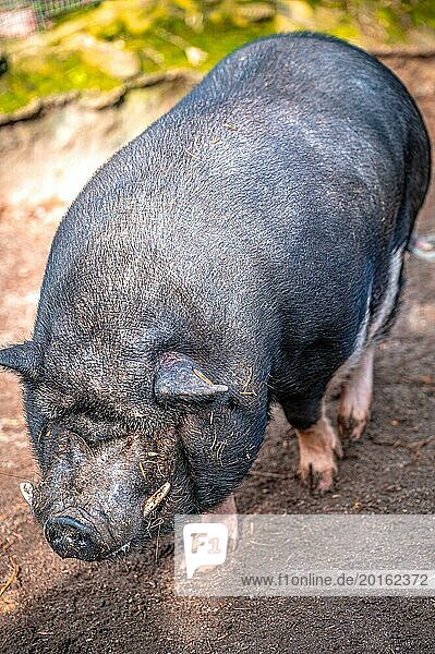 Vietnamese pot-bellied pig (Sus scrofa domesticus) in its territory  Eisenberg  Thuringia  Germany  Europe