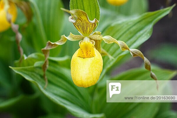 Schöne Orchideen in verschiedenen Farben auf grünem Hintergrund im Garten. Frauenschuh Hybriden. Nahaufnahme