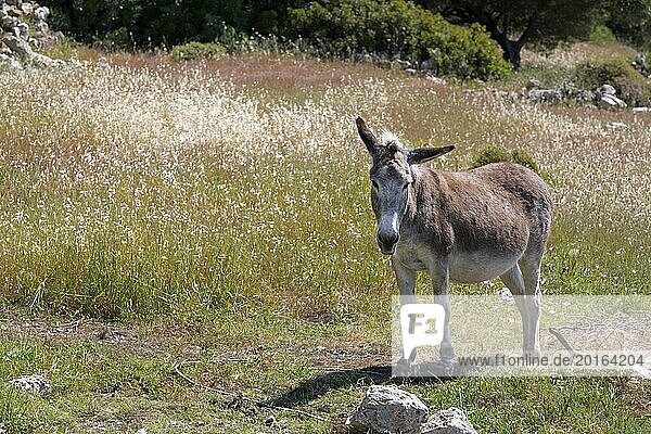 Donkeys in Greece