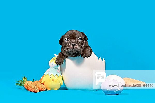 Cute black French Bulldog dog puppy with sitting in egg shell with Easter decoration on blue background