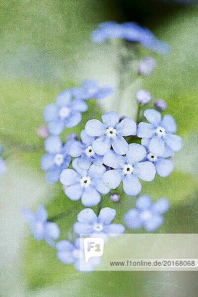 Forget-me-not with grunge background