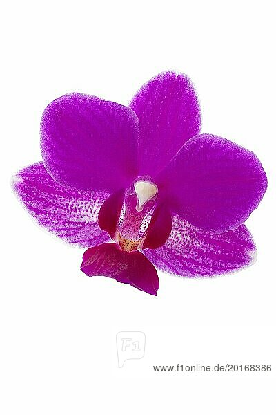 Blüte einer Orchidee auf weiss