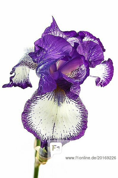 Schöne mehrfarbige Irisblüte isoliert in weiß. Nahaufnahme
