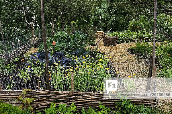 Alter Gemüsegarten  autark  anbauen  anpflanzen  Traditionell  skandinavisch  Baum  Rondell  Blumen  Gemüse  Selbstversorgung  Selbstversorger  Ökologisch  Selbstverpflegung  Biologisch  Ernährung  Ernte  ernten  Vegan  alternativ  Nahrung  Gesund  Kleingarten  Kleingärtner  Garten  Gartenbau  historisch  Geschichte  lieblich  Landleben  ländlich  Schweden  Skandinavien  Europa