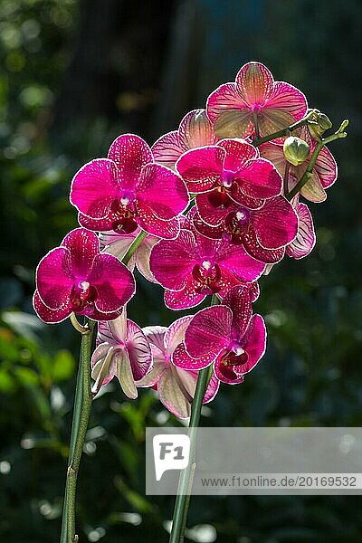Schöne Orchideen in verschiedenen Farben auf grünem Hintergrund. Phalaenopsis Hybriden im Garten. Nahaufnahme