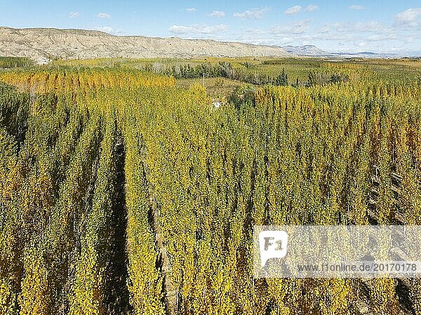 European Aspen (Populus tremula) in autumnal colours. Cultivated for timber. Aerial view. Drone shot. Granada province  Andalusia  Spain  Europe