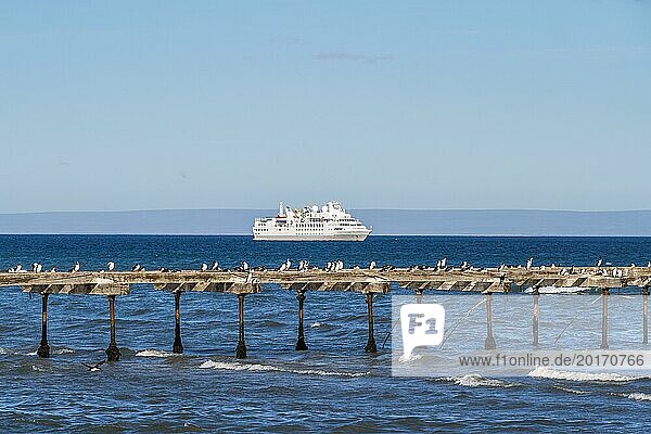Cormorants on a wooden pier on the Strait of Magellan  behind a cruise ship  city of Punta Arenas  Patagonia  Chile  South America