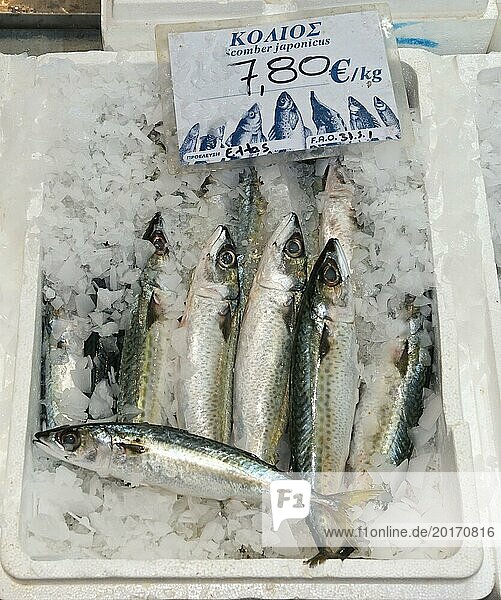 Fresh mackerel on ice with price tag in a market  market hall  Xanthi  Eastern Macedonia and Thrace  Greece  Europe