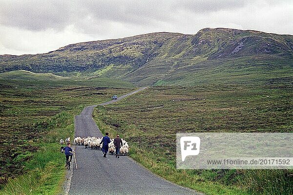 Schafe auf der Straße  Landwirt  Bauer  Söhne  Junge  Kind  Fahrrad  County Donegal  Republik Irland  29. Juli 1993  vintage  retro  alt  historisch