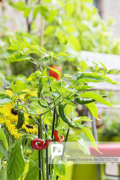 Rote und grüne Chilischoten im Balkongarten angebaut