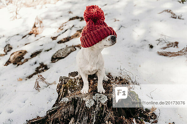 Dog wearing knit hat in winter