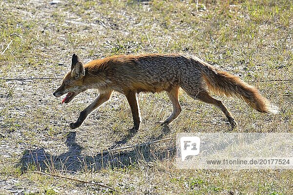 Rotfuchs schnürend auf einer Wiese. Red Fox running on a meadow