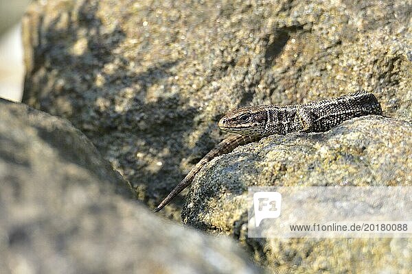 Female sand lizard between stones. Zauneidechse beim Sonnenbad