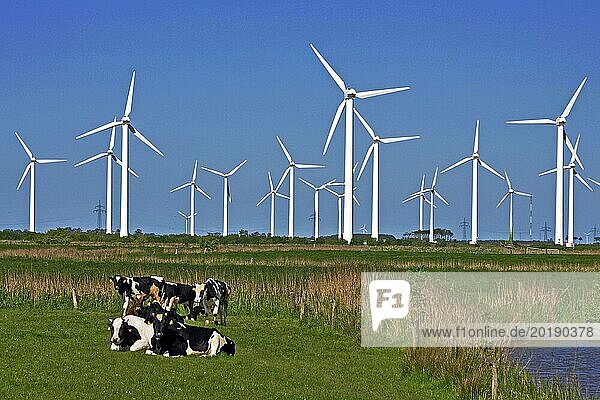 Resting cows in front of a wind turbine  East Frisia  Lower Saxony  Federal Republic of Germany