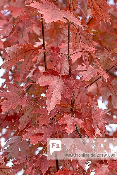 Acer × freemanii AUTUMN BLAZE  Bavarian State Research Centre for Viticulture and Horticulture  Veitshöchheim  Bavaria  Germany  Europe