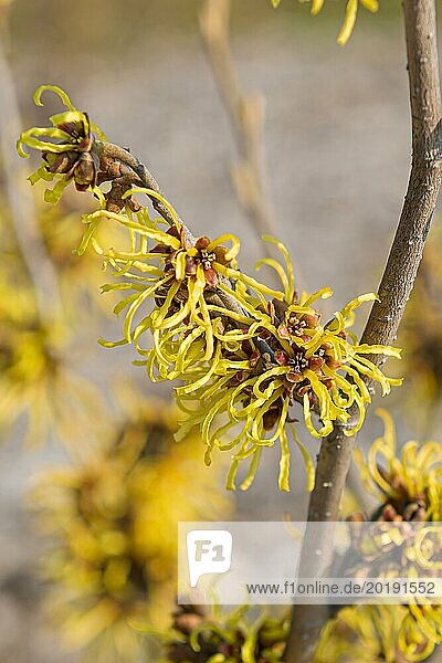 Hybrid witch hazel (Hamamelis × intermedia 'Westerstede')  Saxon State Office for the Environment  Germany  Europe