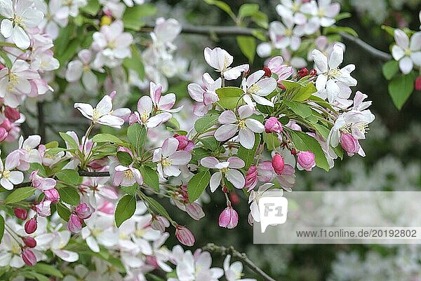 Many-flowered apple (Malus floribunda)  Saxon State Research Centre for Agriculture  Pillnitz  Saxony  Germany  Europe