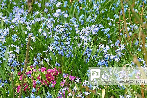 Spring bed among roses  siberian squill (Scilla siberica)  snow pride (Chionodoxa luciliae)
