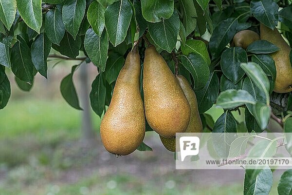 Pear (Pyrus communis 'Sommerbutterbirne')  Cambridge Botanical Garden  Germany  Europe