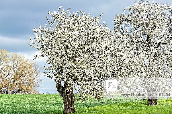 Wild cherry (Prunus avium)  Cambridge Botanical Garden  Germany  Europe