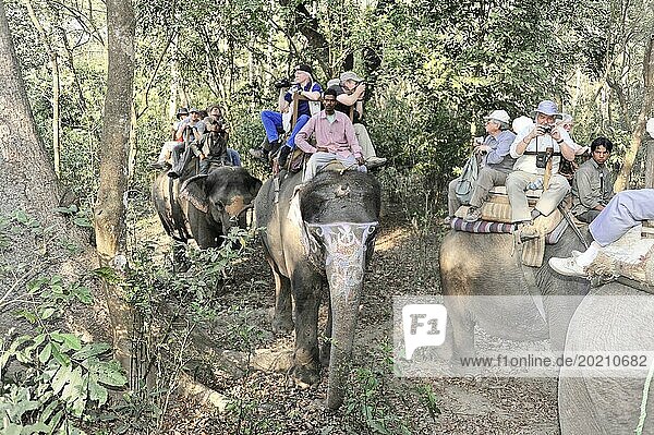 Eine Gruppe von Touristen auf Elefanten macht eine Safari im dichten Dschungel  Chitwan Nationalpark  Nepal  Asien