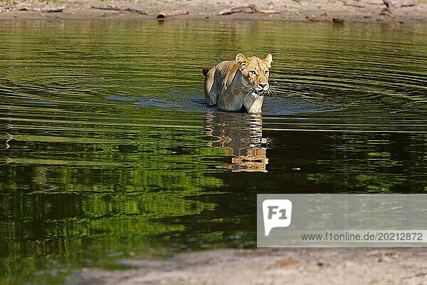 Löwin im Chobe National Park in Botswana beim durchwaten eines Flusses