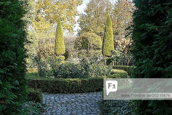 Cottage garden with topiary  hedges  trimmed bushes. Modern landscape design