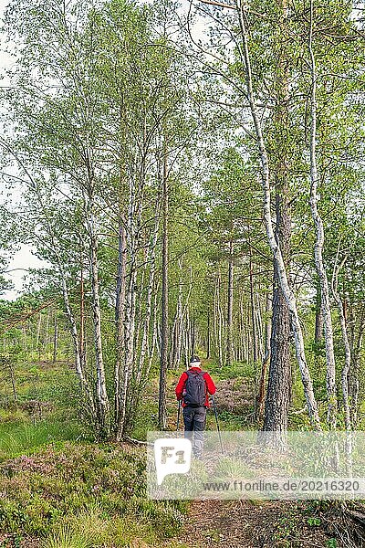 Frau wandert allein auf einem Waldweg in einem Torfmoor mit Kiefern und Birken im Sommer