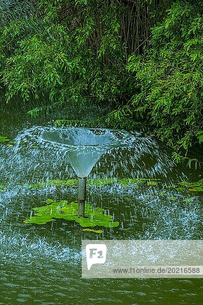 Springbrunnen mit intensivem Wasserstrahl  umgeben von Seerosen und dichtem Grün  in Südkorea