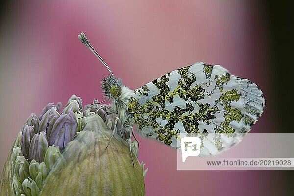 Aurorafalter (Anthocharis cardamines)  der sich im Frühjahr auf einem Allium Blütenkopf ausruht  Suffolk  England  Großbritannien  Europa