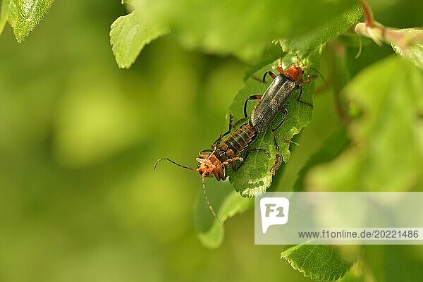 Gemeiner Weichkäfer (Cantharis fusca) bei der Paarung. A pair of mating Soldier Beetle (Cantharis fusca) perching on a blade of leaf