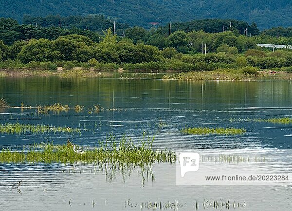 Friedlicher Blick auf einen See mit einem Vogel in der Ferne  üppigem Gras im Vordergrund und Bergen dahinter  in Südkorea