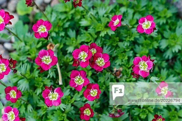 Purple saxifrage flower with green ornamental leaves. Closeup