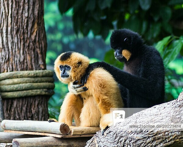 Schwarzer Affe tröstet seinen Freund in einem Zoo in Singapur