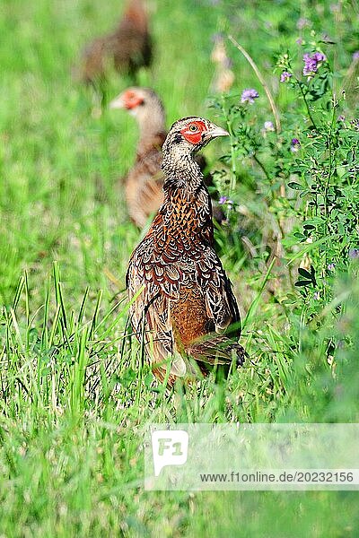 Junge Jagdfasane in Schweden im Herbst. Young Common pheasant on a meadow. Background  color
