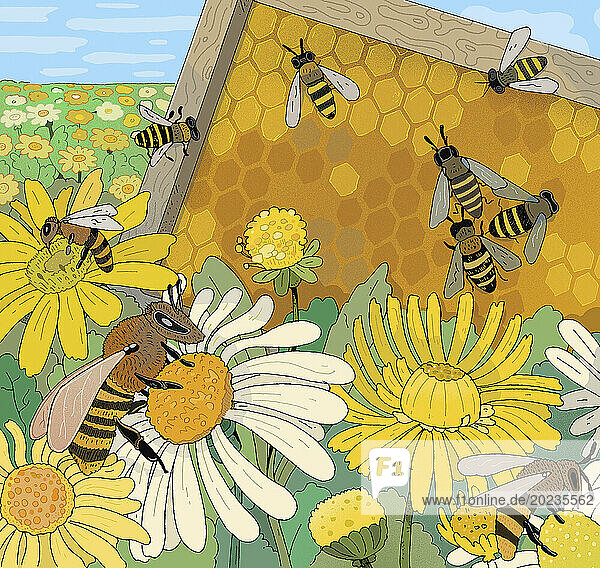 Honigbienen machen Honig aus Blumen