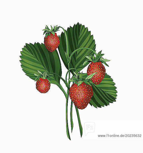 Nahaufnahme von Erdbeeren und BlÃ¤ttern