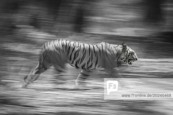 Male Bengal tiger (Panthera tigris tigris) walks through the forest  which is blurred in the background. He has orange and black stripes with white patches on his head and chest. Shot in Bandhavgarh National Park  India; Manpur  Madhya Pradesh  India