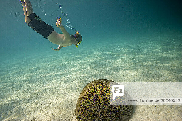 Young snorkeler dives toward coral in the Buccoo Reef and Nylon Pool  Tobago; Tobago  Republic of Trinidad and Tobago