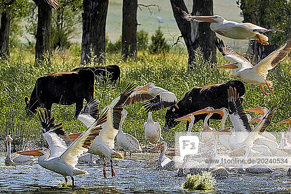 Odd juxtaposition of pelicans and cattle on a ranch in Nebraska. The migrating populations of white pelicans (Pelecanus erythrorhynchos) are found in spring and fall. More are residents in the summer and in the winter some can be spotted occasionally. They are some of the world's largest birds and rely on fish from rivers  lakes and wetlands; Nebraska  United States of America
