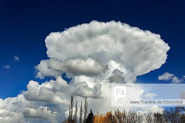 Dramatic mushroom-like thunder cloud against a deep blue sky; Calgary  Alberta  Canada