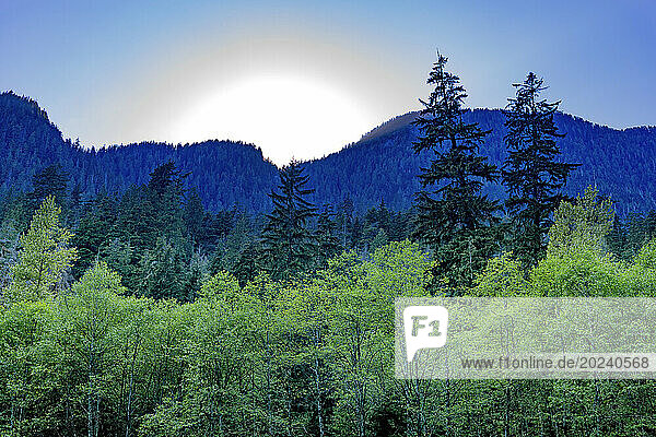 A bright  glowing sun behind blue  silhouetted mountains with a green  mixed forest in the foreground at Cedars Mill Trail in Lynn Valley Canyon; North Vancouver  British Columbia  Canada