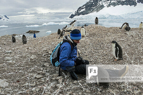 Woman at the Gentoo penguin (Pygoscelis papua) colony in Antarctica; Antartica